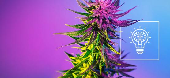 Gør cannabis dig mere kreativ?