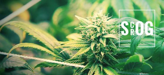 ScrOG vs. SOG: Hvilken metode passer bedst til dig?