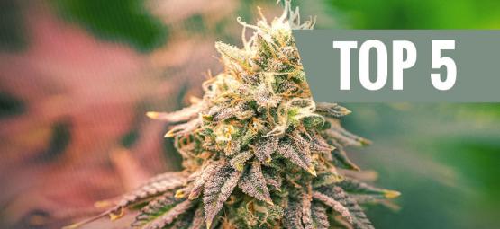 Top 5 indica-sorter i 2026