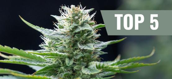 Top 5 sativa-cannabissorter i 2026