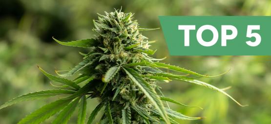 Top 5 cannabissorter med højt CBD-indhold