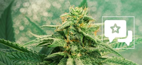 Sortsanmeldelse: Blue Dream