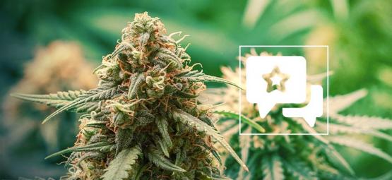 Master Kush: Anmeldelse og information om cannabissort