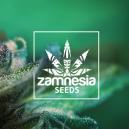Ny Zamnesia-sort: Auto Purple CousKush