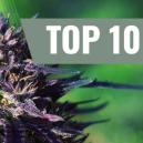 Top 10 Purple cannabissorter [2026]