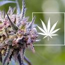 Hvad er en cannabissort?