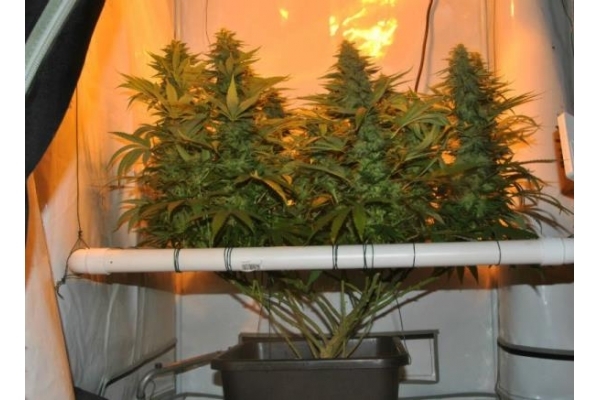 Amnesia Haze (Royal Queen Seeds) Feminiserede Amnesia Haze (Royal Queen Seeds) Feminiserede