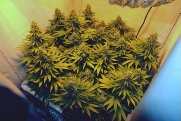 Amnesia Haze (Royal Queen Seeds) Feminiserede Amnesia Haze (Royal Queen Seeds) Feminiserede