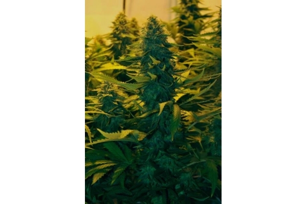 Amnesia Haze (Royal Queen Seeds) Feminiserede Amnesia Haze (Royal Queen Seeds) Feminiserede