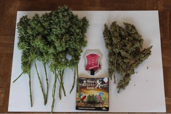 Amnesia Haze (Royal Queen Seeds) Feminiserede Amnesia Haze (Royal Queen Seeds) Feminiserede