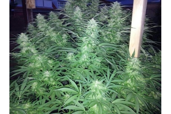 Amnesia Haze (Royal Queen Seeds) Feminiserede Amnesia Haze (Royal Queen Seeds) Feminiserede