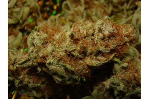 Amnesia Haze (Royal Queen Seeds) Feminiserede
