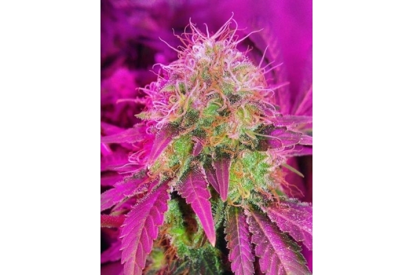 White Widow (Royal Queen Seeds) Feminiserede