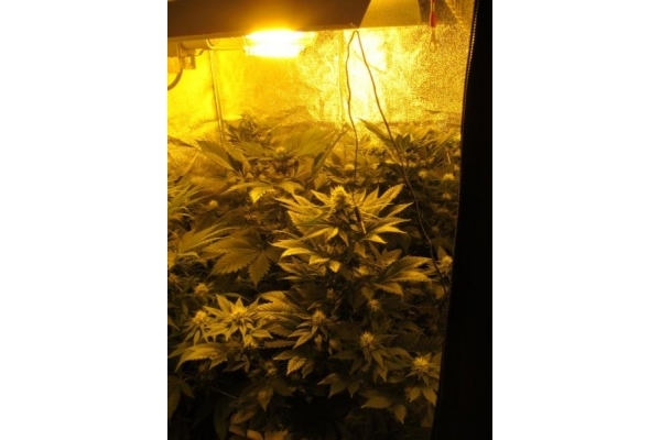 White Widow (Royal Queen Seeds) Feminiserede