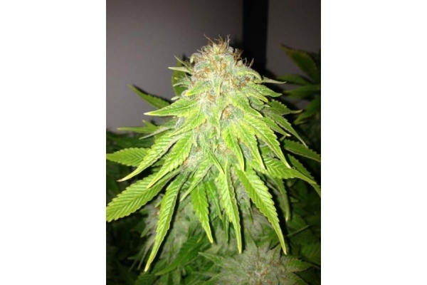 White Widow (Royal Queen Seeds) Feminiserede