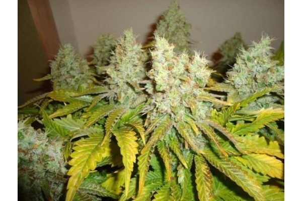 White Widow (Royal Queen Seeds) Feminiserede