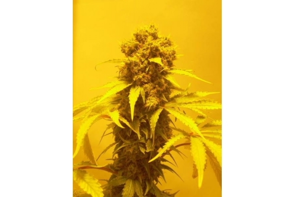 White Widow (Royal Queen Seeds) Feminiserede