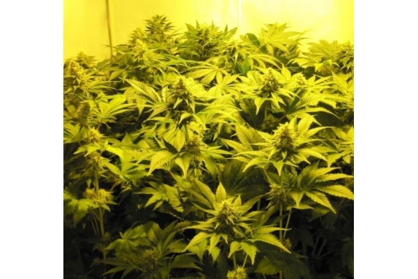 White Widow (Royal Queen Seeds) Feminiserede