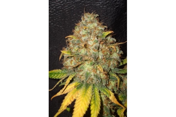 ICE (Royal Queen Seeds) Feminiserede