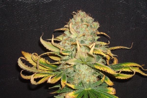 ICE (Royal Queen Seeds) Feminiserede