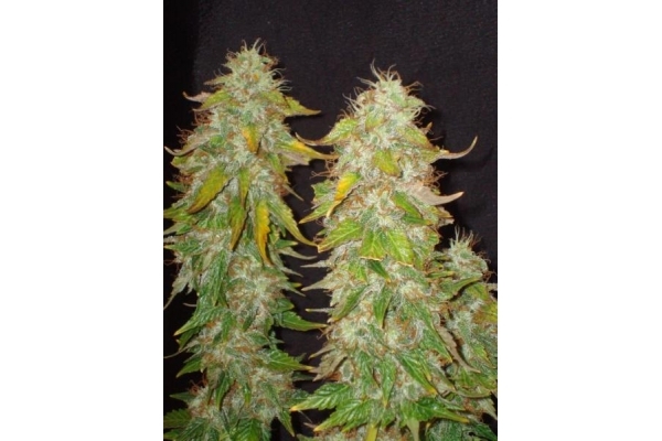 ICE (Royal Queen Seeds) Feminiserede