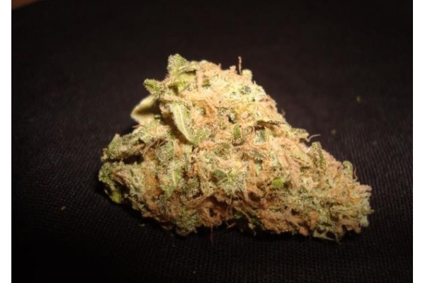 ICE (Royal Queen Seeds) Feminiserede