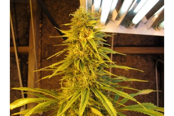 ICE (Royal Queen Seeds) Feminiserede