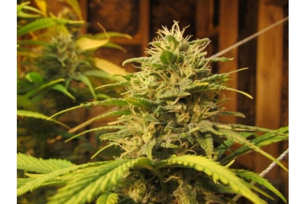 ICE (Royal Queen Seeds) Feminiserede