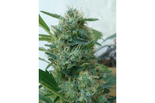 Fruit Spirit (Royal Queen Seeds) Feminiserede Fruit Spirit (Royal Queen Seeds) Feminiserede