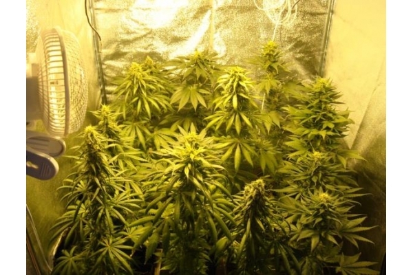 Fruit Spirit (Royal Queen Seeds) Feminiserede