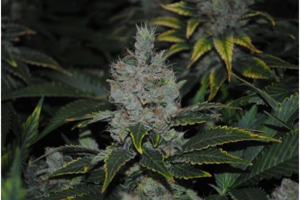 Fruit Spirit (Royal Queen Seeds) Feminiserede
