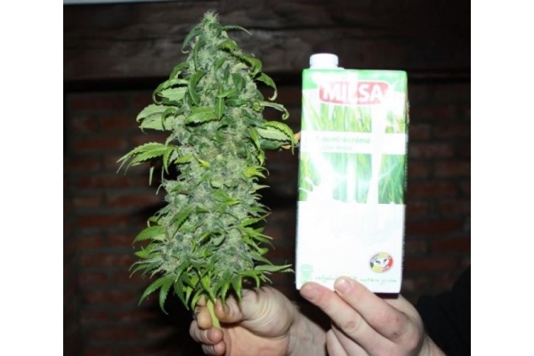 Fruit Spirit (Royal Queen Seeds) Feminiserede