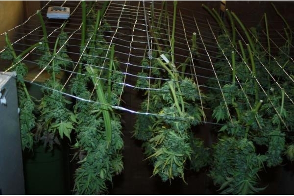 Fruit Spirit (Royal Queen Seeds) Feminiserede