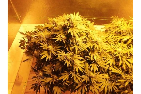 Fruit Spirit (Royal Queen Seeds) Feminiserede Fruit Spirit (Royal Queen Seeds) Feminiserede