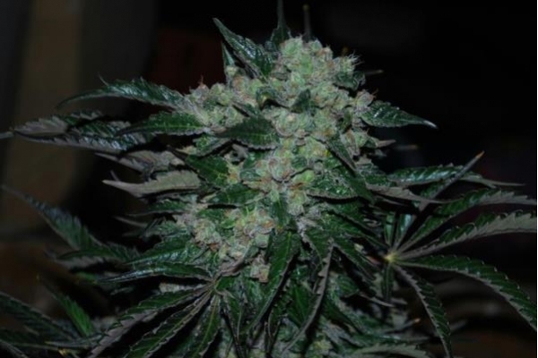 Power Flower (Royal Queen Seeds) Feminiserede Power Flower (Royal Queen Seeds) Feminiserede