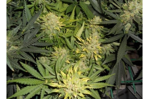 Power Flower (Royal Queen Seeds) Feminiserede
