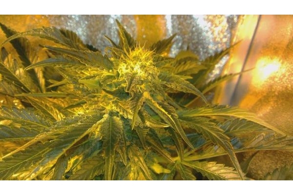 Power Flower (Royal Queen Seeds) Feminiserede
