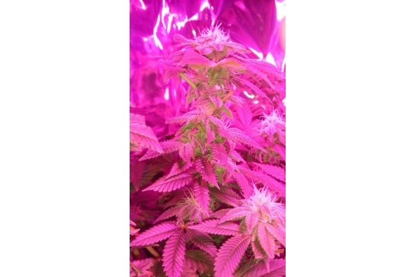Power Flower (Royal Queen Seeds) Feminiserede Power Flower (Royal Queen Seeds) Feminiserede