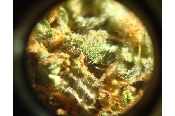 Power Flower (Royal Queen Seeds) Feminiserede