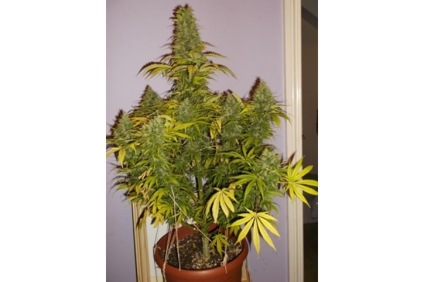 Shining Silver Haze (Royal Queen Seeds) Feminiserede Shining Silver Haze (Royal Queen Seeds) Feminiserede