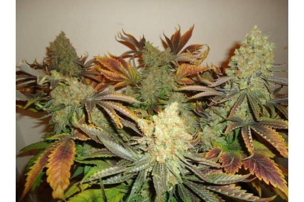 Shining Silver Haze (Royal Queen Seeds) Feminiserede