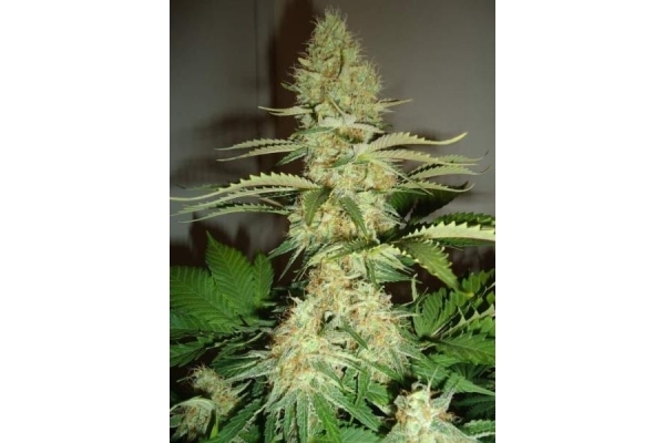 Shining Silver Haze (Royal Queen Seeds) Feminiserede