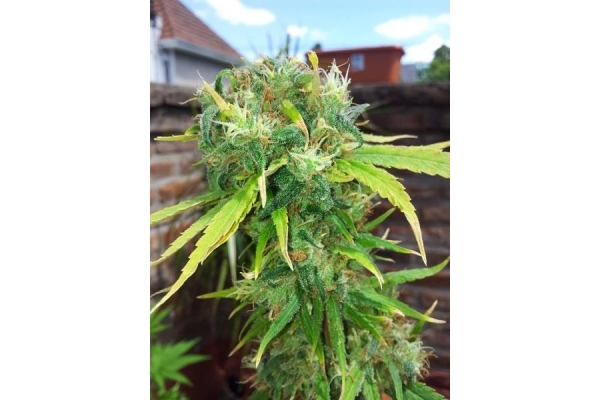 Shining Silver Haze (Royal Queen Seeds) Feminiserede Shining Silver Haze (Royal Queen Seeds) Feminiserede