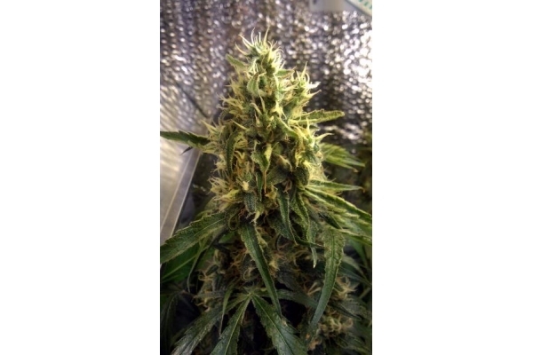 Shining Silver Haze (Royal Queen Seeds) Feminiserede Shining Silver Haze (Royal Queen Seeds) Feminiserede