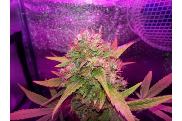 Shining Silver Haze (Royal Queen Seeds) Feminiserede Shining Silver Haze (Royal Queen Seeds) Feminiserede