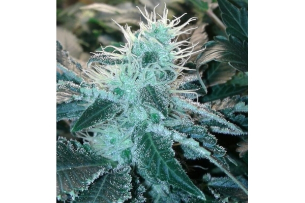 Blue Mystic (Royal Queen Seeds) Feminiserede Blue Mystic (Royal Queen Seeds) Feminiserede