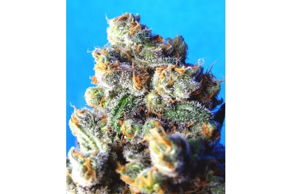 Blue Mystic (Royal Queen Seeds) Feminiserede Blue Mystic (Royal Queen Seeds) Feminiserede