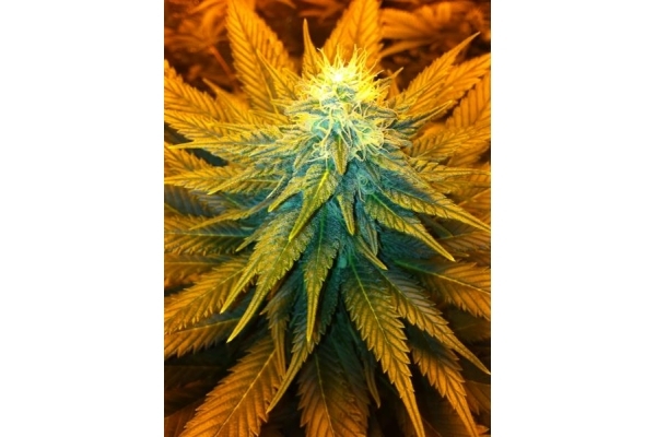 Blue Mystic (Royal Queen Seeds) Feminiserede
