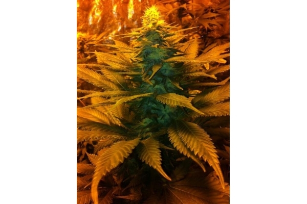 Blue Mystic (Royal Queen Seeds) Feminiserede Blue Mystic (Royal Queen Seeds) Feminiserede