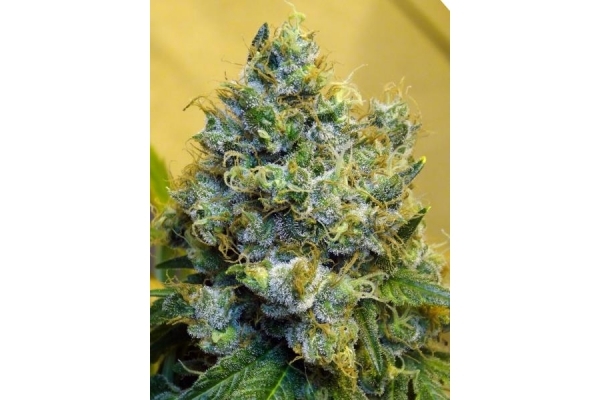 Blue Mystic (Royal Queen Seeds) Feminiserede Blue Mystic (Royal Queen Seeds) Feminiserede